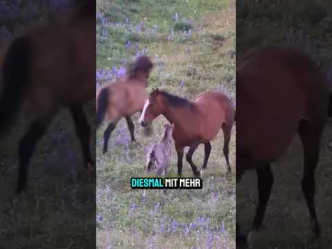 Die Mama beschützt Ihr Baby Fohlen
