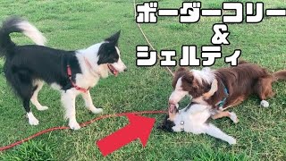 ［生後4ヶ月シェルティ]初めてのロングリード！