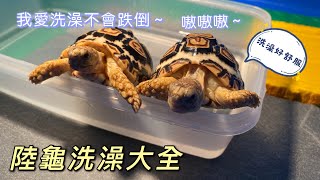 [問題] 赫曼陸龜身上的大便要怎麼幫他清潔?