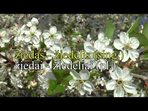 Lithuanian Lesson 49 - Pavasaris, pavasariukas  - Spring, lovely spring