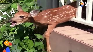 Crying Fawn Rescued From Family&#39;s Porch | The Dodo