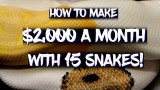 How to make $2,000 a month with 15 snakes!