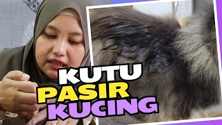 Download lagu Cara Menghilangkan Kutu Pasir Pada Kucing mp3