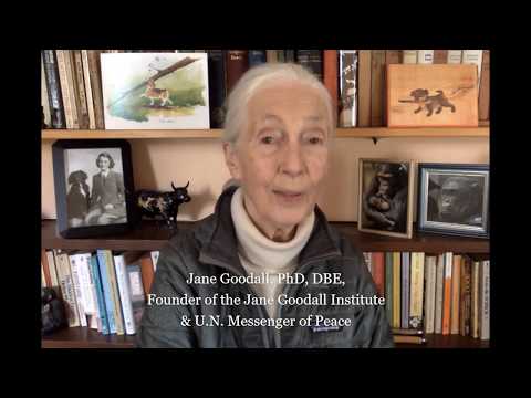 COVID-19 Conference: Hope for change - Jane Goodall