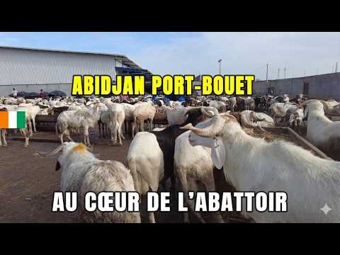 Abidjan Port-Bouët 🇨🇮: Visit to the SLAUGHTERHOUSE and the Animal Park (Ivory Coast Vlog)🐂
