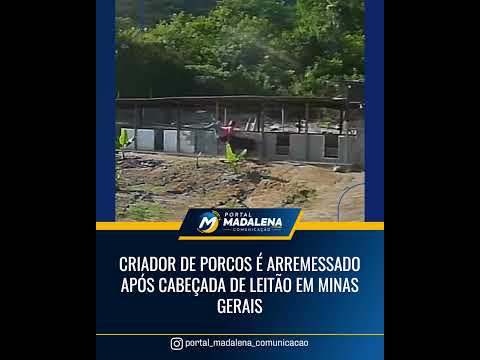 🐷😳 Criador de porcos é arremessado após cabeçada de leitão em Minas Gerais