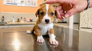 Tiny Puppy was Starving and Screaming for Days Until This Man Finally Heard Her