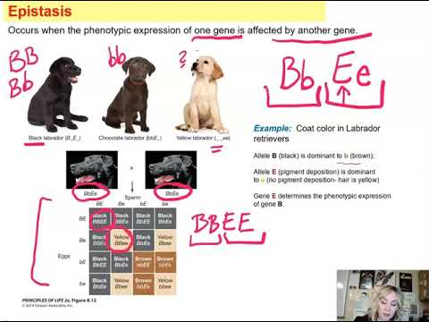 Genetics Unit: Epistasis
