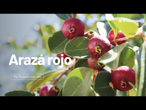𝗠𝗘𝗠𝗢𝗥𝗜𝗔 𝗖𝗢𝗡 𝗥𝗔𝗜𝗭 🌿 Descubre el Arazá Rojo: Belleza, Sabor y Biodiversidad para tu Jardín 🌿🍓🦋
