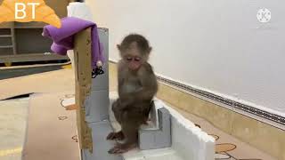 Most funny video of monkey।। Animals BT #monkeyfunnyvideo