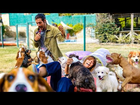 25 KÖPEK İLE NASIL BAŞA ÇIKILIR ? * Ultra Lüx Köpek Oteli *
