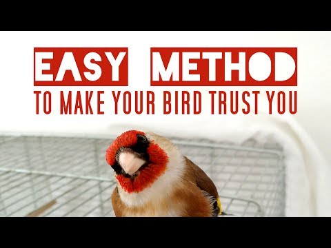 Your bird is scared of you? Here's what to do *ALL BIRDS*