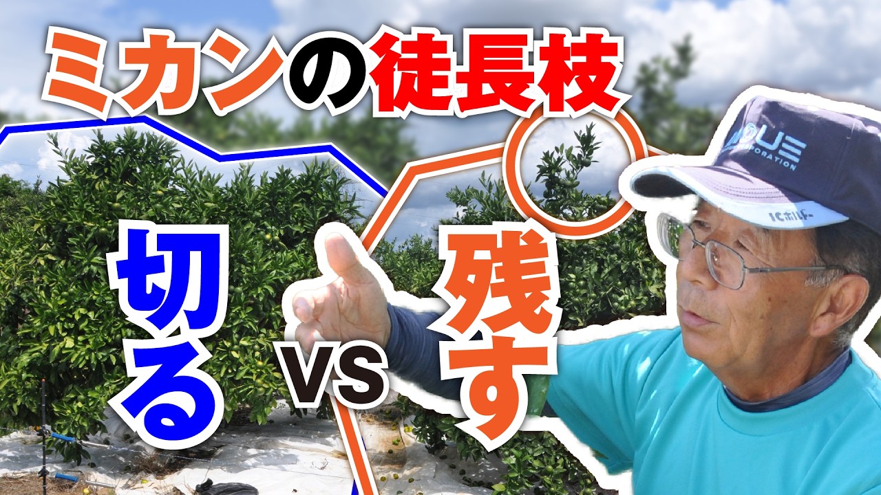 徒長枝を残したら実が増えた【ミカンせん定】