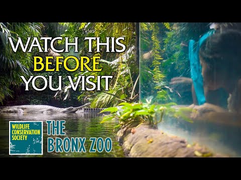 Watch This Before You Visit the Bronx Zoo