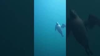 Seabirds swimming underwater (Guillemots)