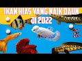 Ikan Hias Yang Lagi Naik Daun Di Pasar Parung