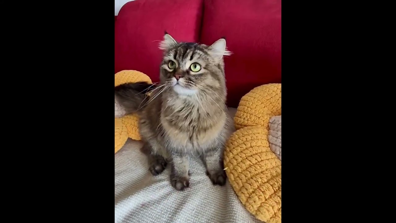 Enlarge Kim *solo kitty, an adoptable mixed breed in Toronto, ON video 6/6