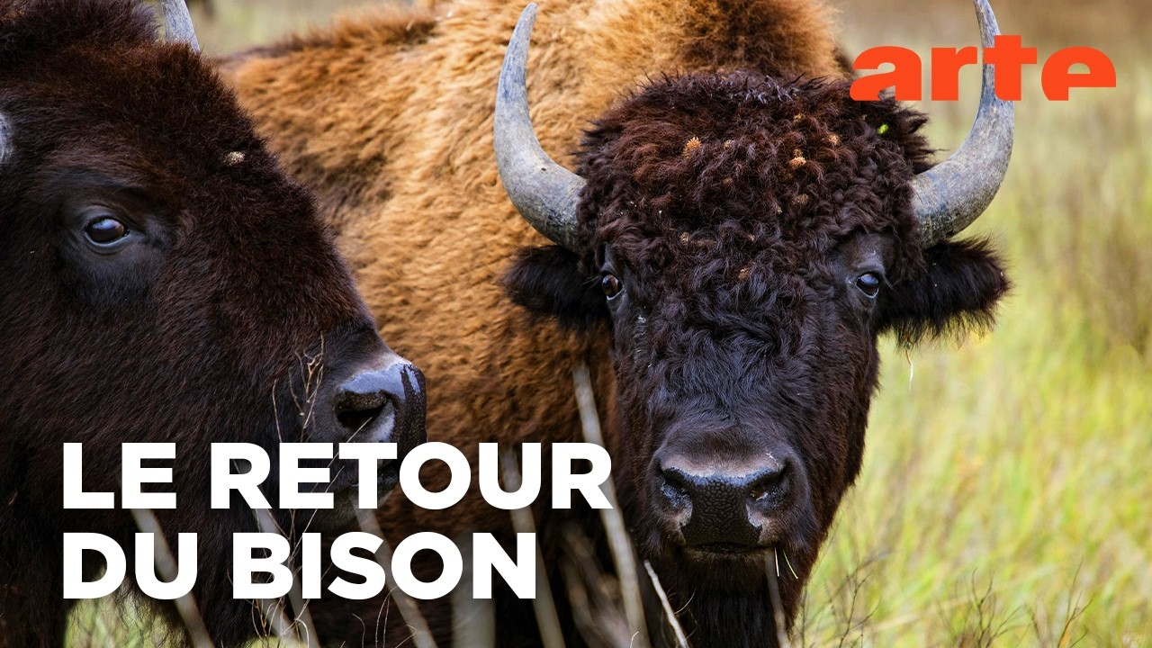 Bison : une histoire de l'Amérique (2/2) | Le chemin d'une renaissance | ARTE