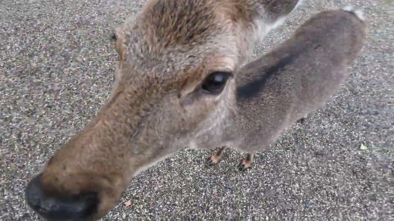 奈良公園も冷え込んできましたが鹿さんたちは元気です。