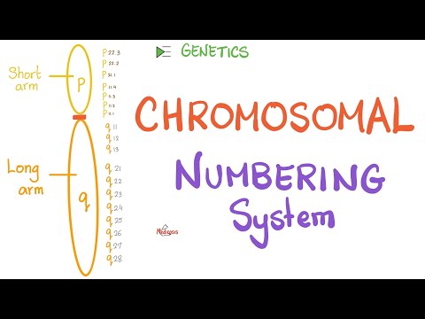 How your Chromosomes are Numbered - Long arm vs. short arm - Genetics 🧬