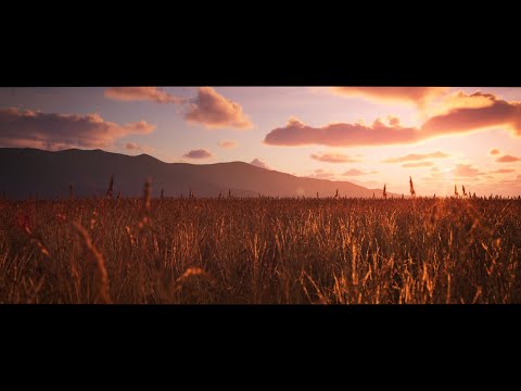 Wheat Field at Sunset | Birdsong Field Ambience
