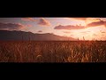 Wheat Field At Sunset Birdsong Field Ambience