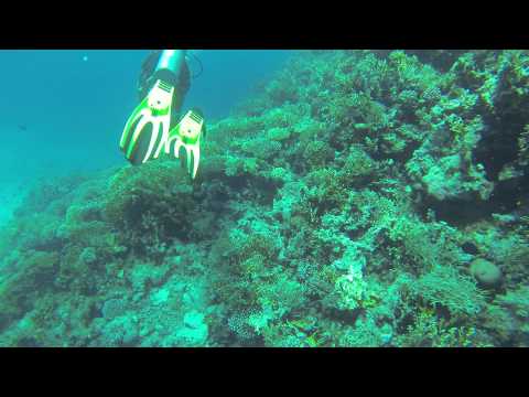 "Diving with the sharks" Red Sea, Hurghada, Egypt 2014.03.14