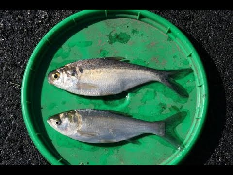 TN WildCast 104 - Don’t Dump Your Bait!