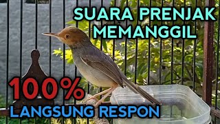 Download lagu Seketika nyaut! Dengar suara prenjak gacor memanggil lawan | burung prenjak atas  mp3