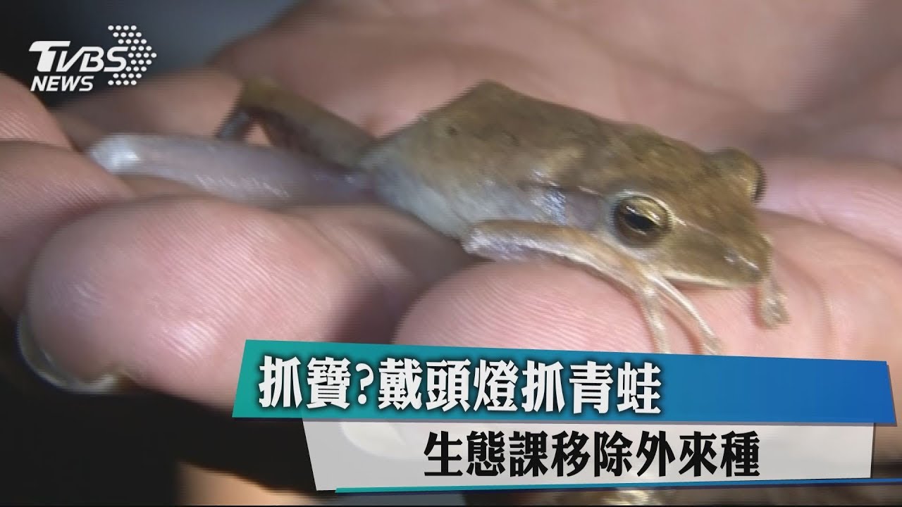 抓寶?戴頭燈抓青蛙 生態課移除外來種