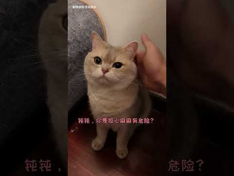 【鈍鈍的日常】我家貓為什麽不讓我開臥室門出去啊？？？