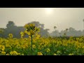 Bosonto Eshe Geche বসন্ত এসে গেছে Female Version Village Flowers Lagnajita C