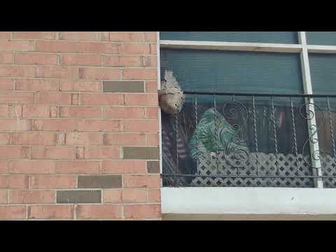 Hornets Saying High to Tenants in Parlin, NJ