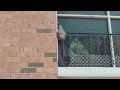 Hornets Saying High to Tenants in Parlin, NJ