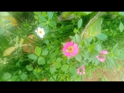 Mariyamma devi pooja and garden flowers 🌺