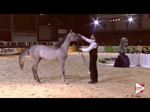 N.23 HANAYA LABID - Wels 2015 - Colts 1 year old (Class 3B)