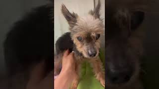 Please Help us Break Elsy out of the scary overcrowded shelter. Please Help us Break Elsy out of the scary overcrowded shelter.