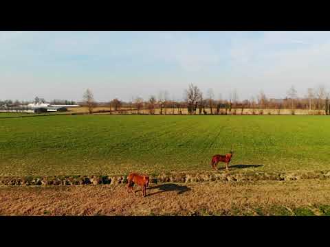 Cavalli Pieve Delmona