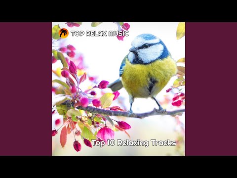 Crickets and the Sound of the Wind the Rustle of Grass