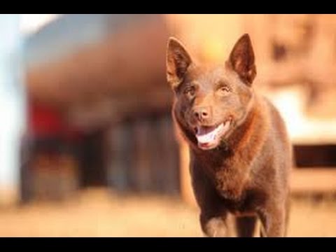 Red Dog (2011) Movie Review