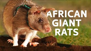 The Mine Sweeping Rats With The Most Dangerous Job In The World | Africa's Giant Rats