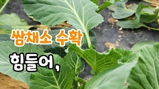 쌈채소 수확 힘든 일이야!  실시간 생방 010-7636-5078