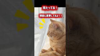 it's a cat.猫だらけ。日向ぼっこ事件。#cat #多頭飼い #ねこのいる生活 #茶トラ#