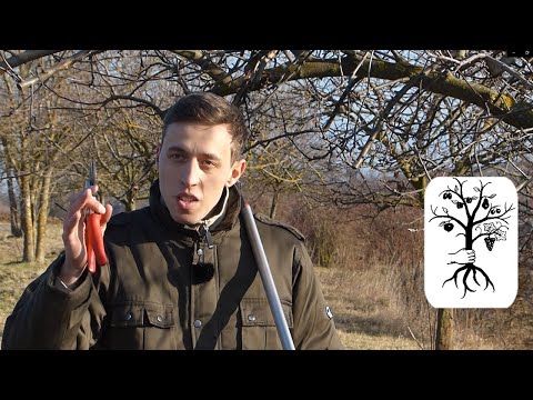 Obstbaumschnitt auf der Streuobstwiese - Fortsetzung alte Obstbäume schneiden