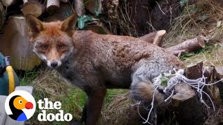 Fox Trapped in Net For Four Hours | The Dodo by The Dodo