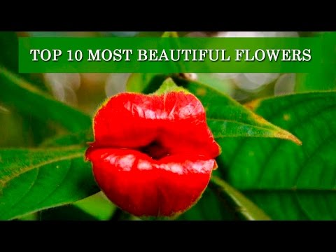 , title : '💐 TOP 10 MOST BEAUTIFUL FLOWERS IN THE WORLD!'