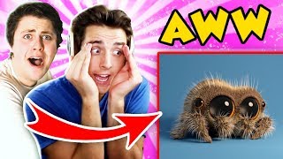THE PALS TRY NOT TO AWW! Lucas the Spider & more! (The Pals React)