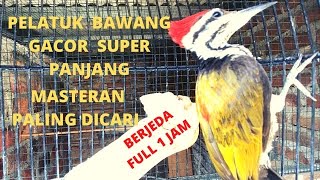 Download lagu Pelatuk bawang gacor super panjang/Masteran burung pelatuk/Pecinta masteran burung indonesia channel mp3 Download lagu Pelatuk bawang gacor super panjang/Masteran burung pelatuk/Pecinta masteran burung indonesia channel mp3