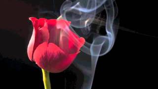 Celluloïde - Wounds of love