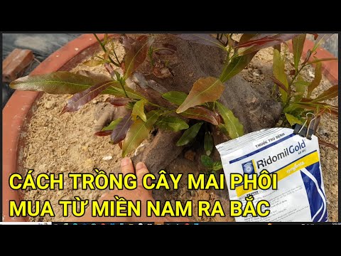 🔴 QBS23403 - CÁCH TRỒNG LẠI CÂY MAI PHÔI MUA TỪ MIỀN NAM VỀ | CÁCH CHĂM SÓC CÂY MAI PHÔI MIỀN NAM